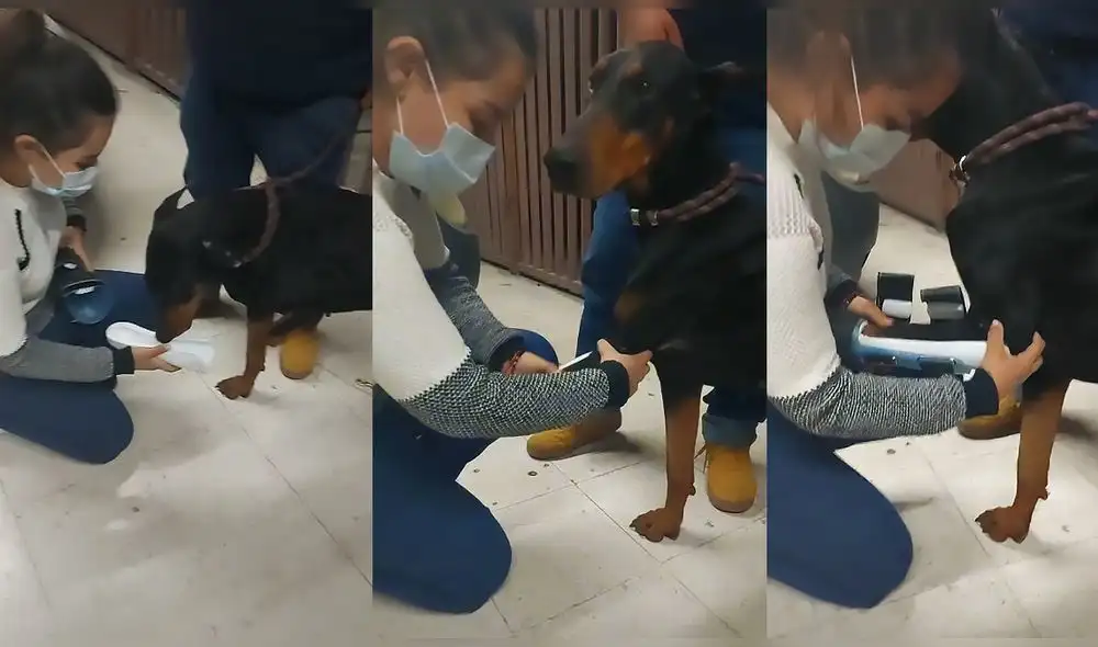 Video compartido por el usuario de TikTok @princethedoberman ha sumado más de nueve millones reproducciones. Foto: captura de TikTok Video compartido por el usuario de TikTok @princethedoberman ha sumado más de nueve millones reproducciones. Foto: captura de TikTok