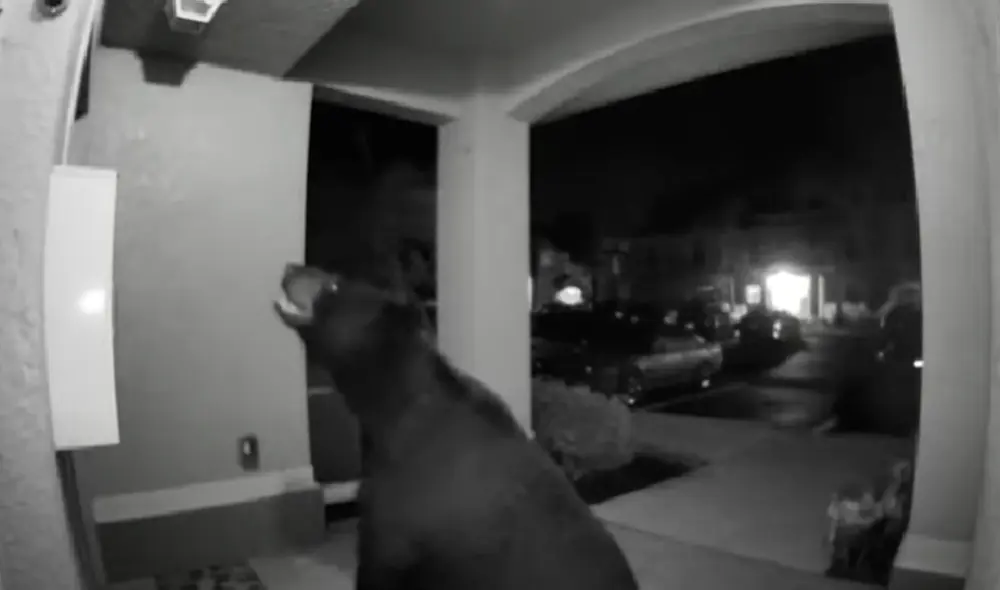 El video viral ha sido compartido en el canal Ring. Foto: captura de YouTube