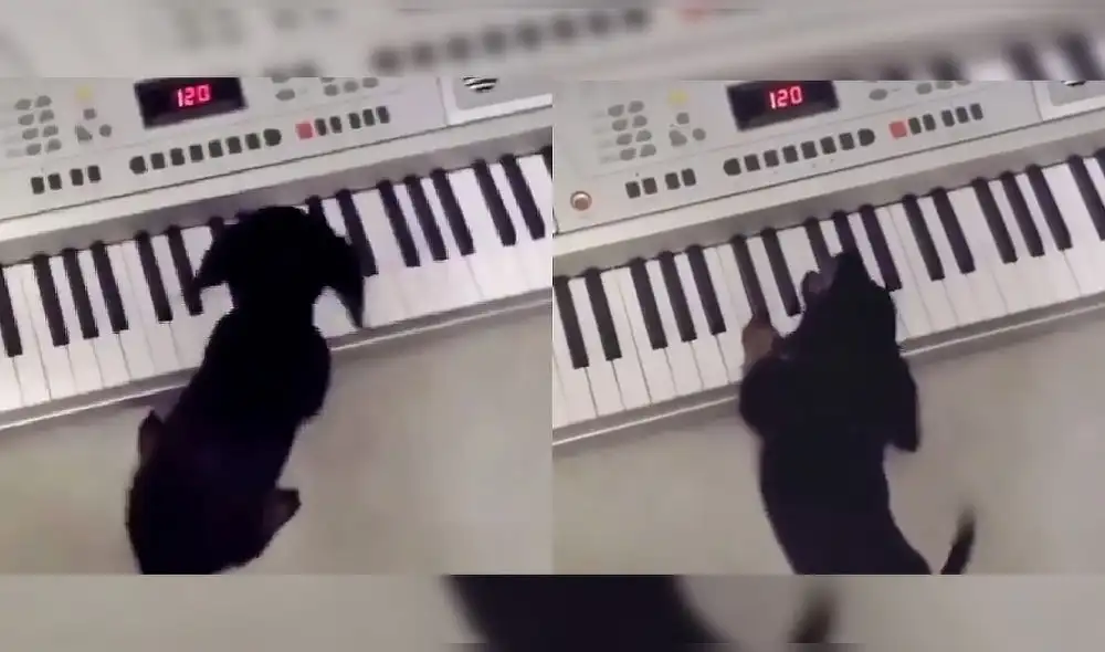 Video compartido por el usuario de Twitter @buitengebieden_ ha sumado casi 300.000 reproducciones. Foto: captura de Twitter