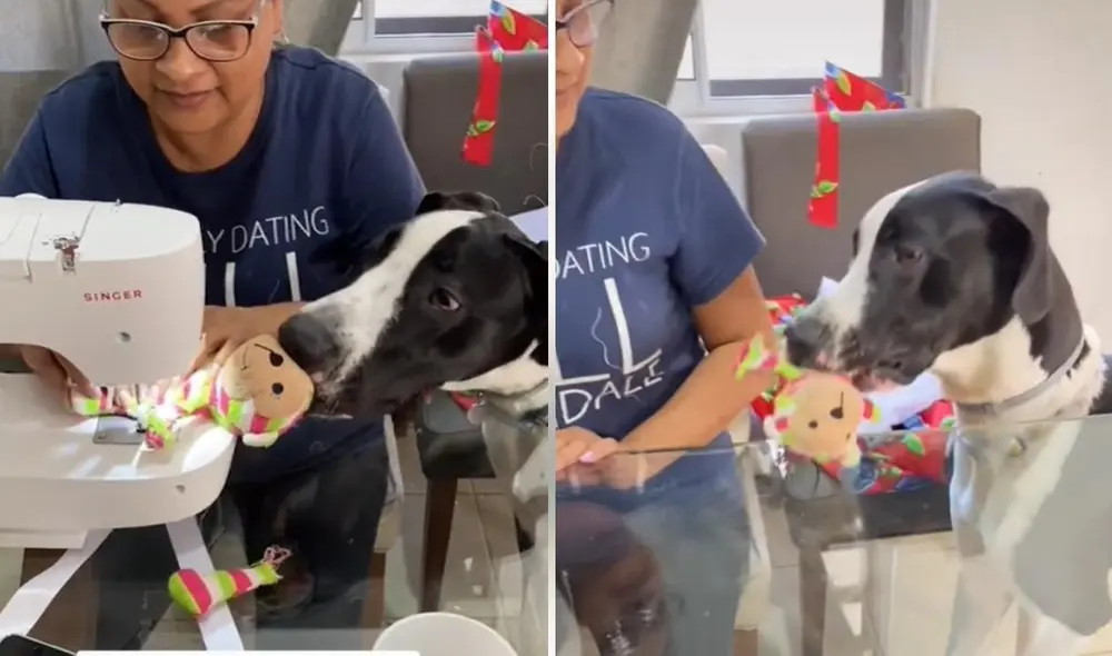 La usuaria suele compartir en su cuenta de TikTok las aventuras que vive al lado de su perro. Foto: captura de TikTok