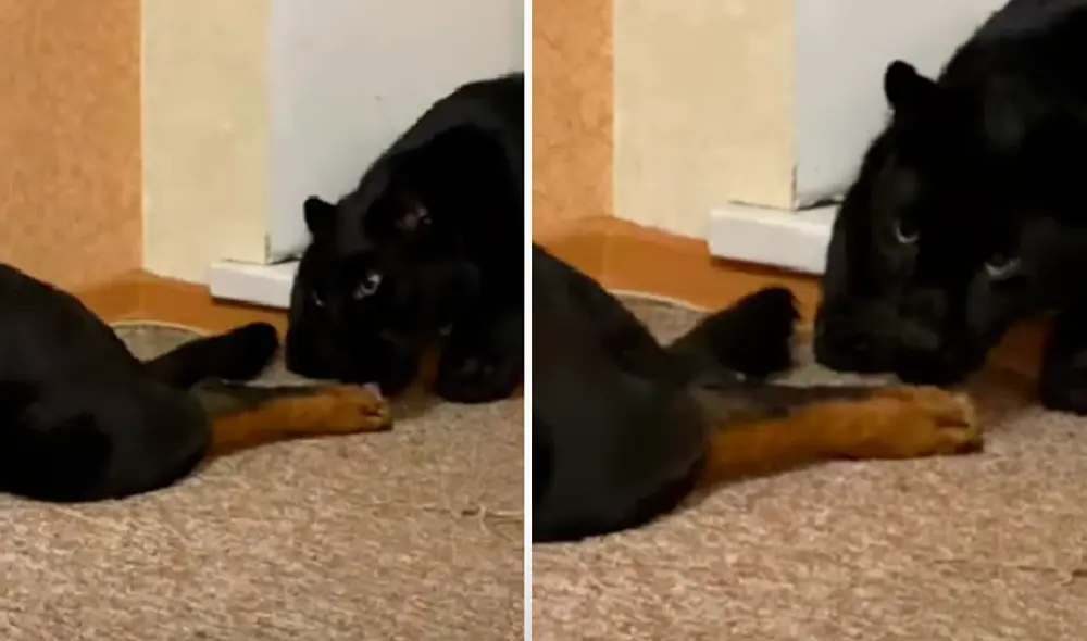 El video viral ha sido compartido en la página Luna_the_pantera. Foto: captura de Facebook