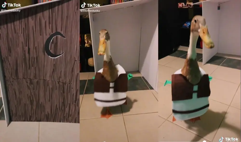 La cuenta @titotheducky comparte los diferentes cosplay que realiza el patito gracias al ingenio de su dueña, quien lo grabó. Foto: captura de TikTok La cuenta @titotheducky comparte los diferentes cosplay que realiza el patito gracias al ingenio de su dueña, quien lo grabó. Foto: captura de TikTok