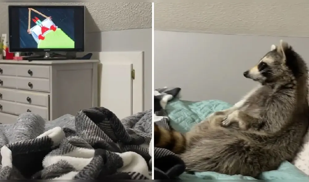 “Él está como: 'No quiero tu mano, quiero ver la televisión'", comentó uno de los usuarios de la red social. Foto: captura de TikTok