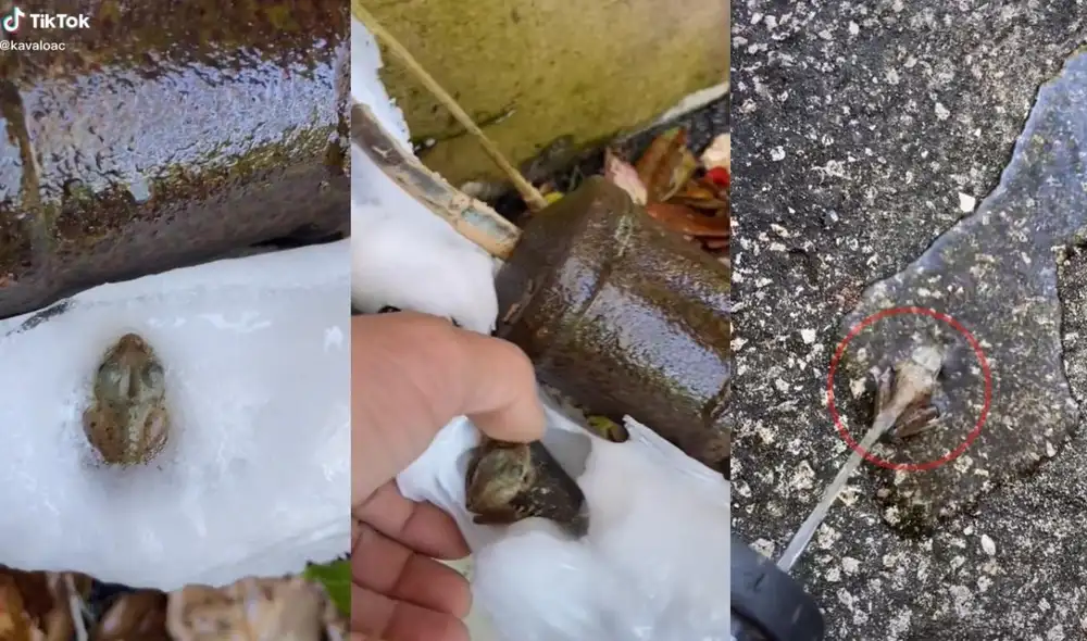 Los usuarios de la red se siguen mostrando intrigados por saber qué pasó finalmente con la rana. Foto: captura de TikTok Los usuarios de la red se siguen mostrando intrigados por saber qué pasó finalmente con la rana. Foto: captura de TikTok