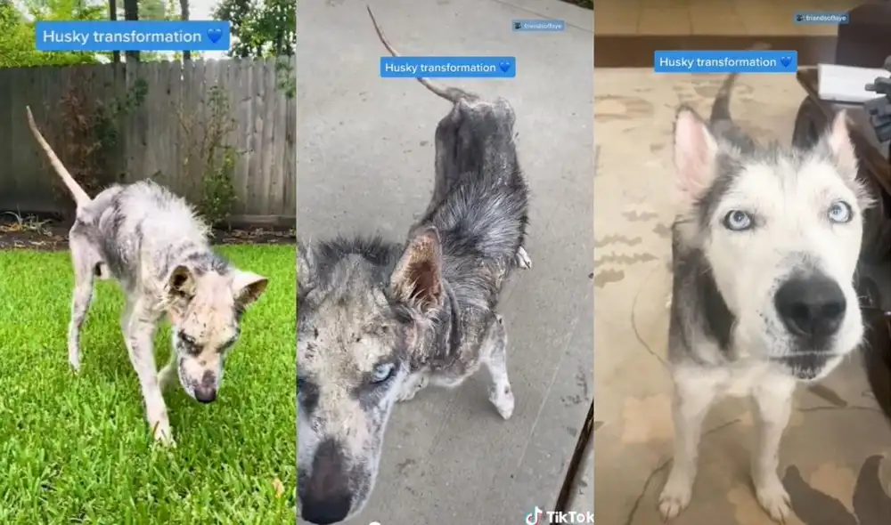El usuario @friendsoffaye compartió otros clips donde se mostró que el animalito ya tenía el pelo frondoso característico de los husky siberiano. Foto: captura de TikTok