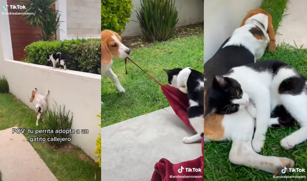 La mujer recibió gran cantidad de elogios por decidir acoger al animal como su nueva mascota. Foto: captura de TikTok La mujer recibió gran cantidad de elogios por decidir acoger al animal como su nueva mascota. Foto: captura de TikTok