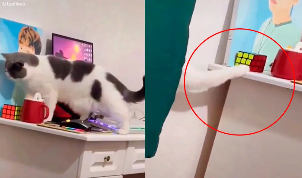 El tierno gatito caminó cuidadosamente sobre el escritorio, pero hizo caer el cubo mágico, por lo que volvió a acomodarlo. Foto: captura de TikTok El tierno gatito caminó cuidadosamente sobre el escritorio, pero hizo caer el cubo mágico, por lo que volvió a acomodarlo. Foto: captura de TikTok