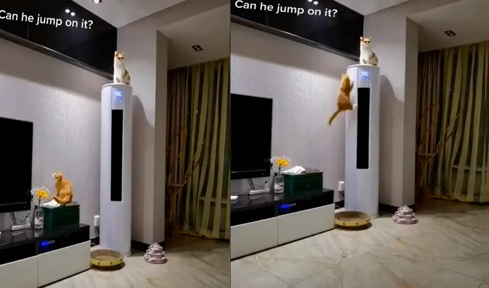 El gatito intentó alcanzar a su 'hermano' en el tope del artefacto, pero no logró impulsarse lo suficiente y terminó cayéndose. Foto: captura de TikTok