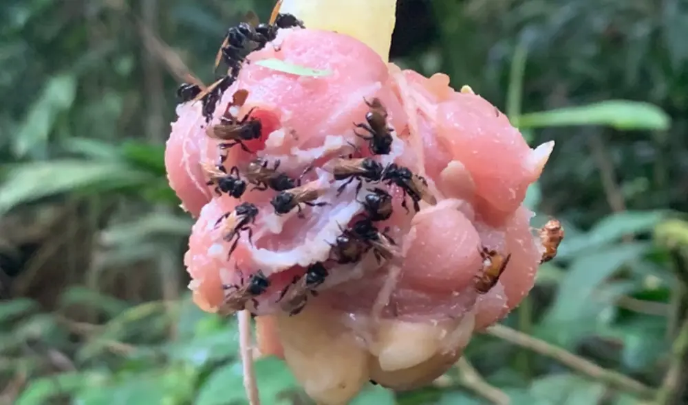 Según los científicos, estas abejas han desarrollado un intestino similar al de carroñeros como las hienas y los buitres. Foto: Quinn McFrederick  / UCR