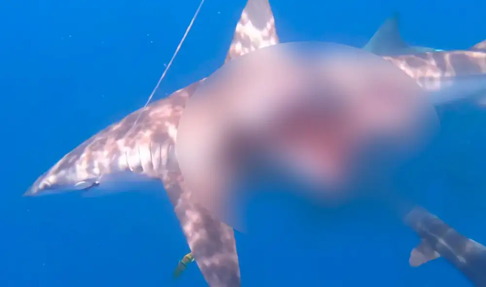 El experto explicó al diario The Sun que el tiburón punta negra puede llegar a medir unos 1,6 metros, como mucho 2, y pesan unos 13 kilogramos. Foto: hipertextual / Video: TN