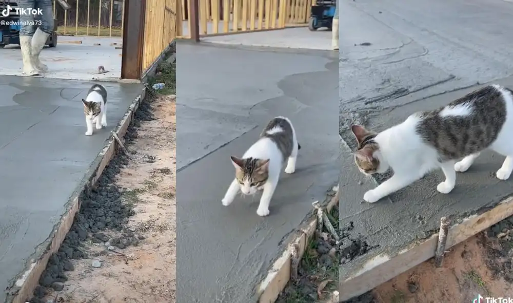 El usuario @edwinalva73 compartió el video donde los usuarios llamaron al gato como el 'ingeniero' michi. Foto: captura de TikTok