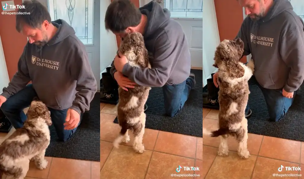 El can logró tocar el corazón de miles de usuarios con su tierna conducta. Foto: captura de TikTok