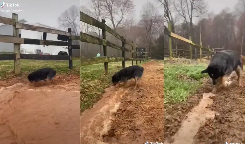 La usuaria @sissysticks20 suele compartir las aventuras de su perrito, quien lo ayuda y está atento de las labores que hace su dueña en el campo. Foto: captura de TikTok La usuaria @sissysticks20 suele compartir las aventuras de su perrito, quien lo ayuda y está atento de las labores que hace su dueña en el campo. Foto: captura de TikTok