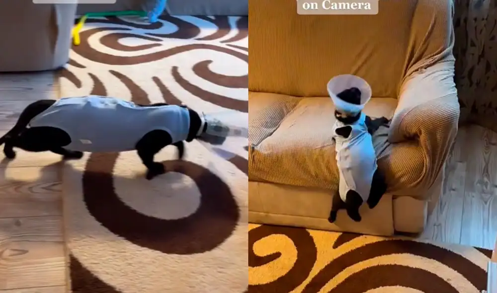 Gatito tenía problemas para poder movilizarse con el atuendo que debía usar a causa de su tratamiento médico. Foto: captura de TikTok