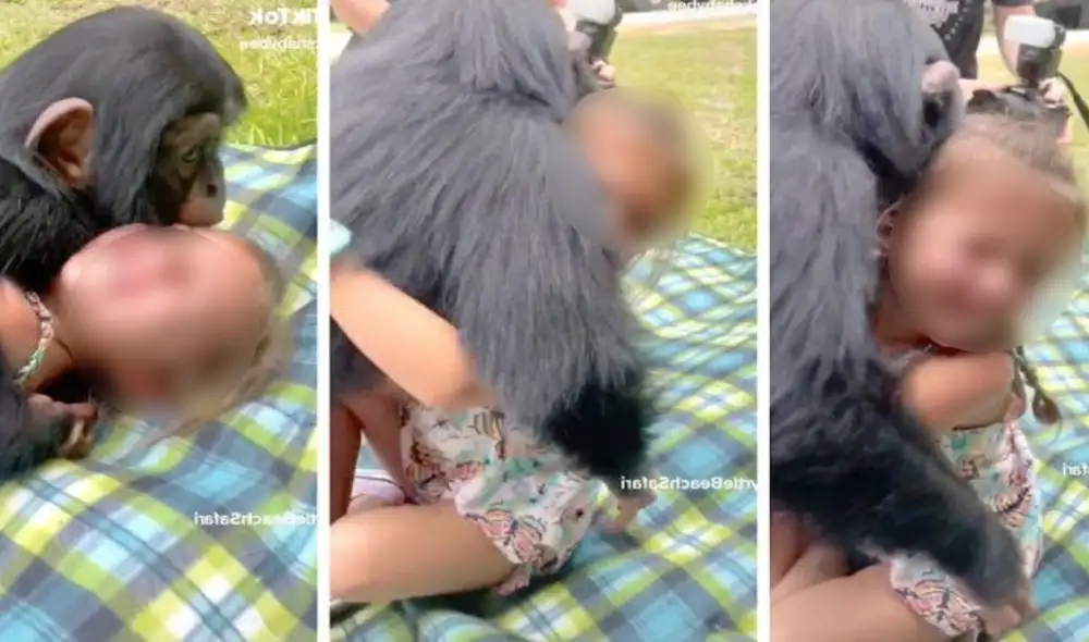 Chimpancé cautiva las redes por abrazar tiernamente a dos niñas. Foto: captura de TikTok. Chimpancé cautiva las redes por abrazar tiernamente a dos niñas. Foto: captura de TikTok.