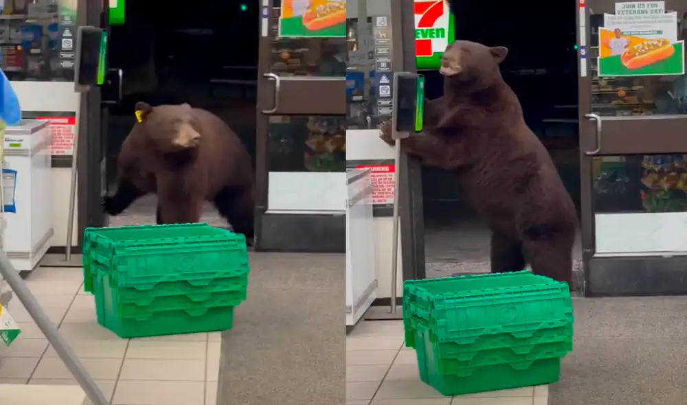 El oso no quiso retirarse del local pese a los gritos de la dueña. Foto: captura de TikTok