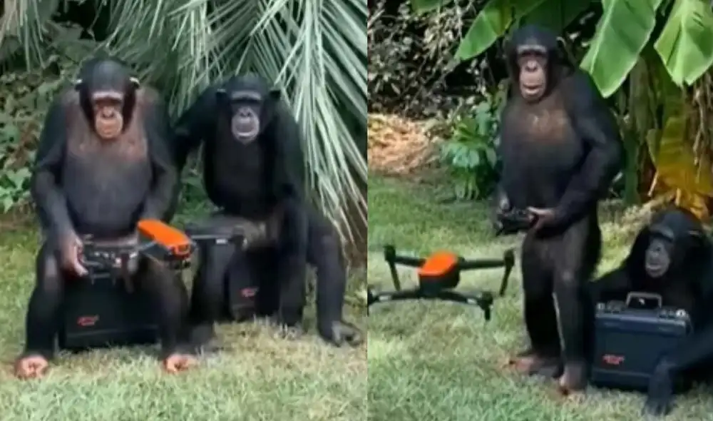 Chimpancés sorprenden a miles al controlar un dron como expertos. Foto: captura de TikTok.