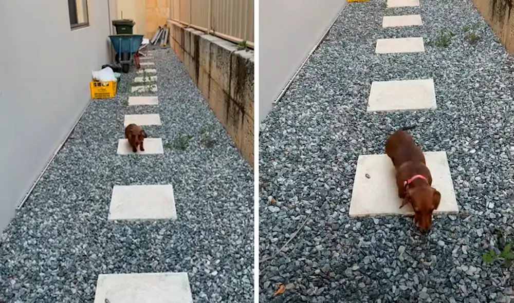 Las escenas de los saltos de Trixie han logrado miles de visualizaciones y comentarios de los cibernautas, quienes resaltan la ternura del peludito. Foto: captura de YouTube/CatersClip Las escenas de los saltos de Trixie han logrado miles de visualizaciones y comentarios de los cibernautas, quienes resaltan la ternura del peludito. Foto: captura de YouTube/CatersClip