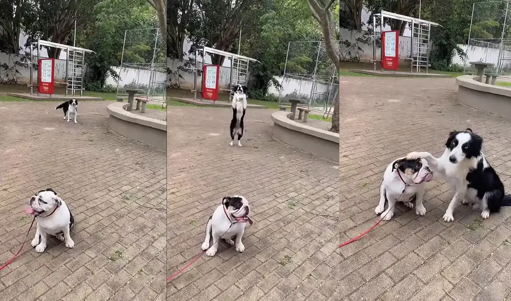 Este singular acontecimiento ocurrió en un hogar de San Pablo, Brasil. Foto: captura de YouTube
