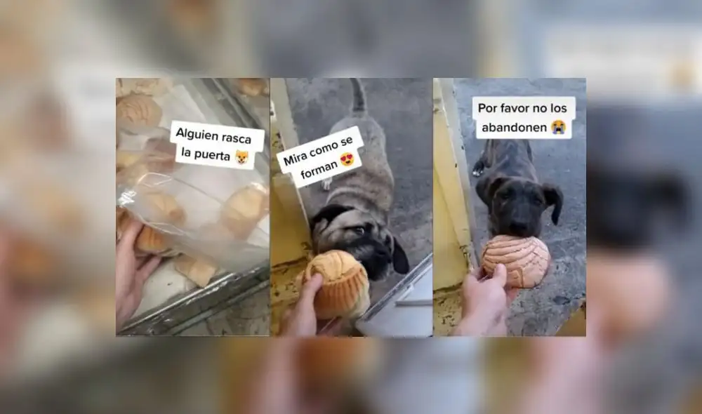 El video acumula más de un millón de reproducciones. Foto: captura de TikTok El video acumula más de un millón de reproducciones. Foto: captura de TikTok