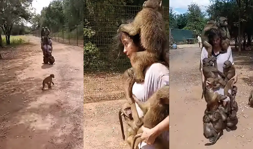Los animales se encuentran en el Centro de Rehabilitación de Vida Silvestre de Riverside. Foto: captura de YouTube Los animales se encuentran en el Centro de Rehabilitación de Vida Silvestre de Riverside. Foto: captura de YouTube