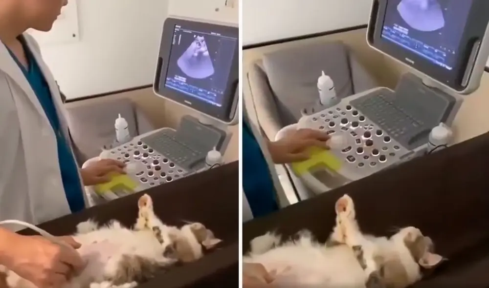 Una joven llevó a su adorable mascota a su cita con el veterinario para saber el estado de los nuevos integrantes de su familia. Foto: captura de YouTube Una joven llevó a su adorable mascota a su cita con el veterinario para saber el estado de los nuevos integrantes de su familia. Foto: captura de YouTube