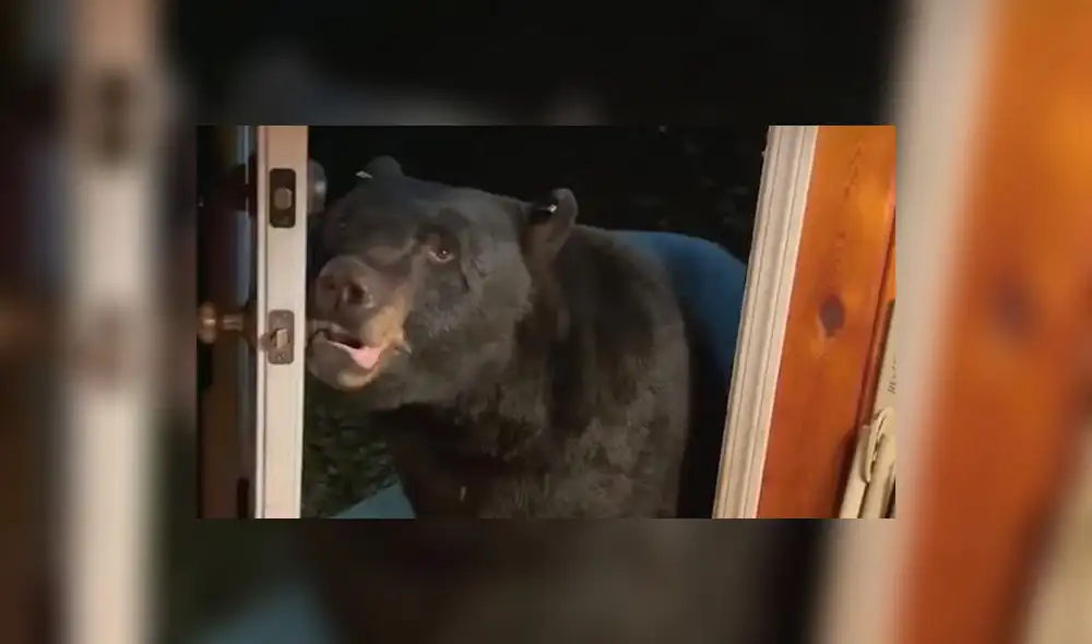 El video divirtió a miles de internautas. Foto: captura de TikTok