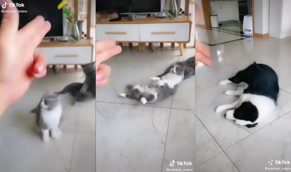 Los animales mostraron sus excelentes habilidades para actuar. Foto: captura de TikTok