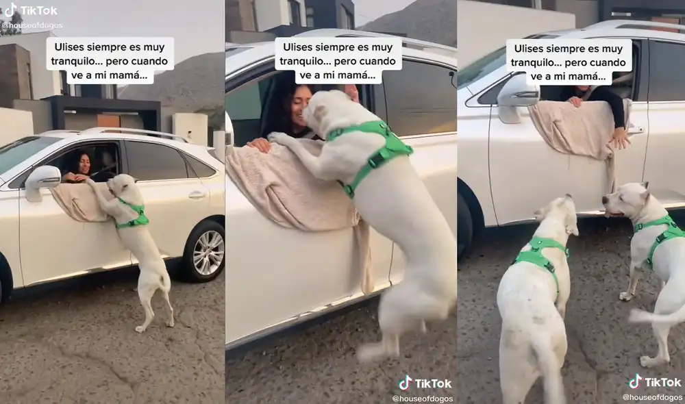 En el clip aparecen dos perritos que eran mascotas de la señora. Foto: captura de TikTok En el clip aparecen dos perritos que eran mascotas de la señora. Foto: captura de TikTok
