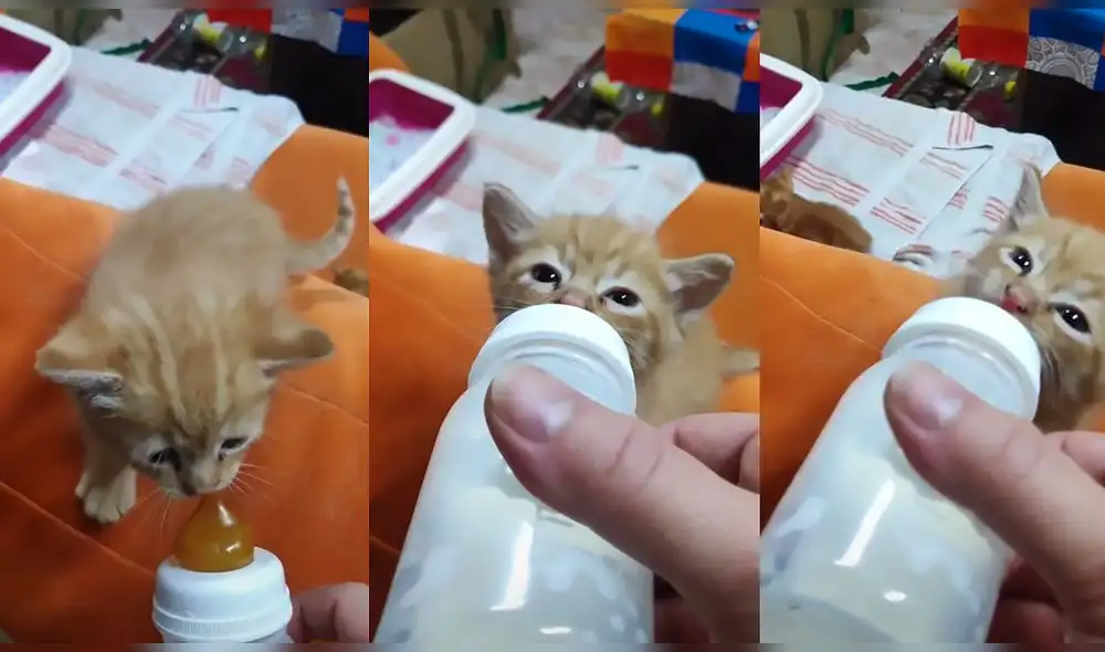 Clip compartido en TikTok consiguió más de 142.600 reproducciones. Foto: captura de TikTok Clip compartido en TikTok consiguió más de 142.600 reproducciones. Foto: captura de TikTok