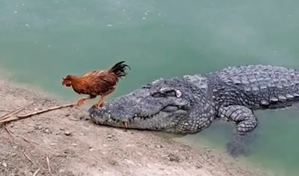 El video ha causado gran sensación en las redes sociales. Foto: captura de YouTube El video ha causado gran sensación en las redes sociales. Foto: captura de YouTube