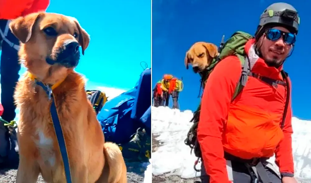 Canelo rápidamente se hizo amigo de sus salvadores, lo que permitió meterlo en una mochila y bajarlo. Foto: Facebook/Hilario Aguilar