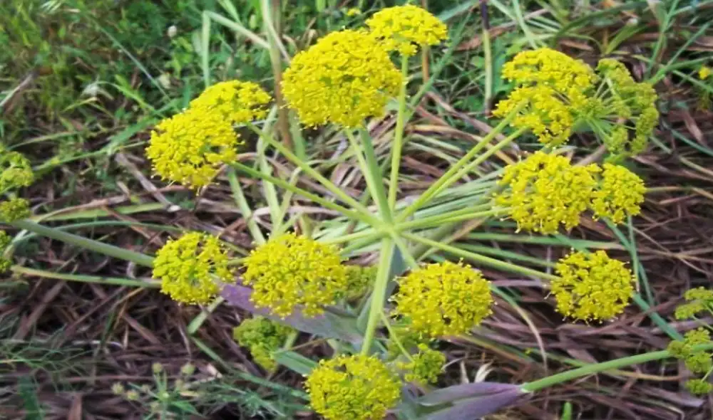 Ramificación de una thapsia garganica. Foto; Luigi Rignanese