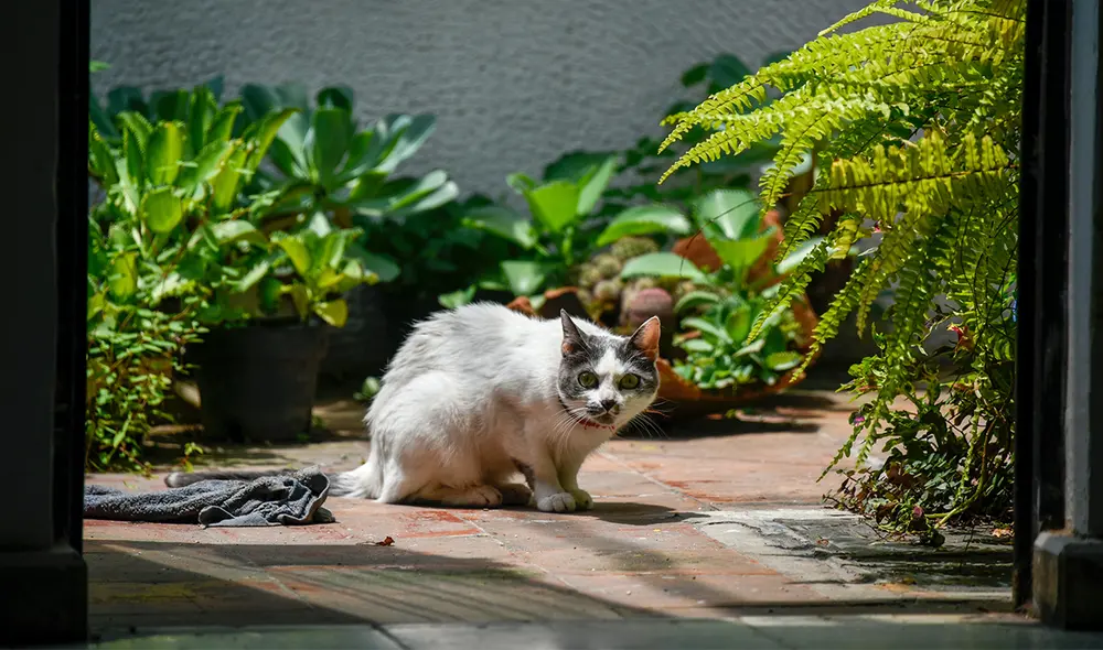 Conoce la lista de plantas que pueden dañar salud de tu mascota felina. Foto: Unplash Conoce la lista de plantas que pueden dañar salud de tu mascota felina. Foto: Unplash