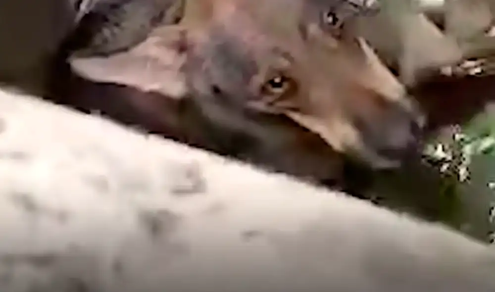 El video viral ha sido compartido en el canal El Dodo. Foto: captura de YouTube