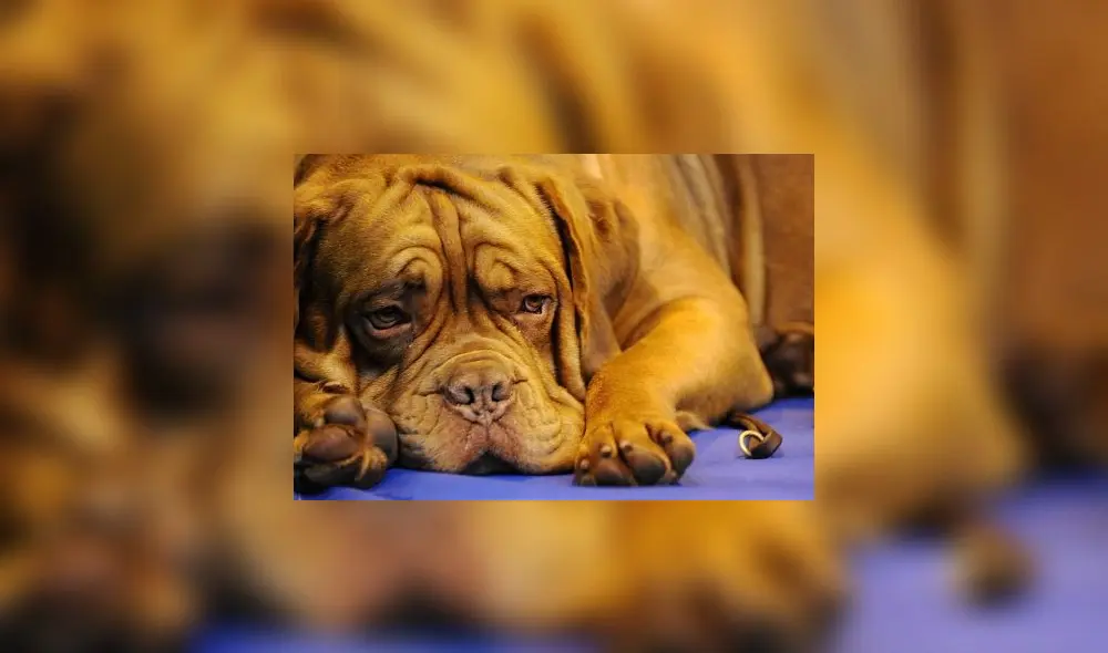 La nariz de los perros puede llegar a tener hasta 300 millones de receptores olfativos. Foto: AFP.