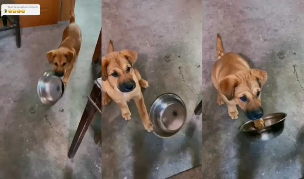 El usuario @lovegailun ha demostrado en más de una ocasión que su mascota tiene esa peculiar forma de pedir alimentos. Foto: captura de TikTok El usuario @lovegailun ha demostrado en más de una ocasión que su mascota tiene esa peculiar forma de pedir alimentos. Foto: captura de TikTok