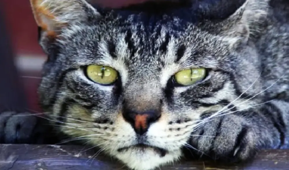 Los dueños de los gatos respondieron preguntas para evaluar el estado mental de sus mascotas: Foto: Laurie McClellan / Nat Geo