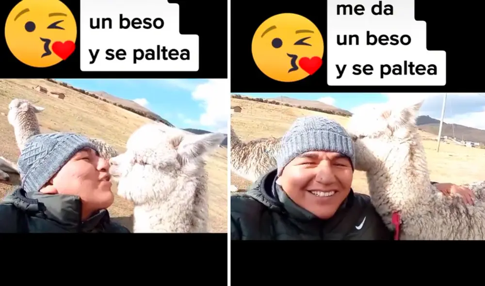 Luego del beso, la alpaca giró su cabeza y se ‘escondió’ detrás de este hombre. Foto: captura de TikTok