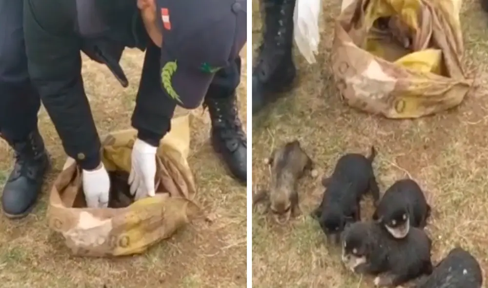 El hecho se registró en el sector Metropolitano en Puno. Foto: Municipalidad San Miguel/ captura