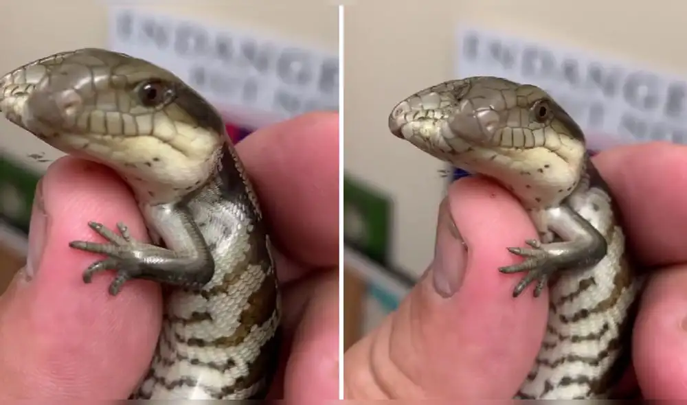 Miembros del Parque de Reptiles Australiano bautizaron al pequeño reptil como Lucky. Foto: captura de Instagram