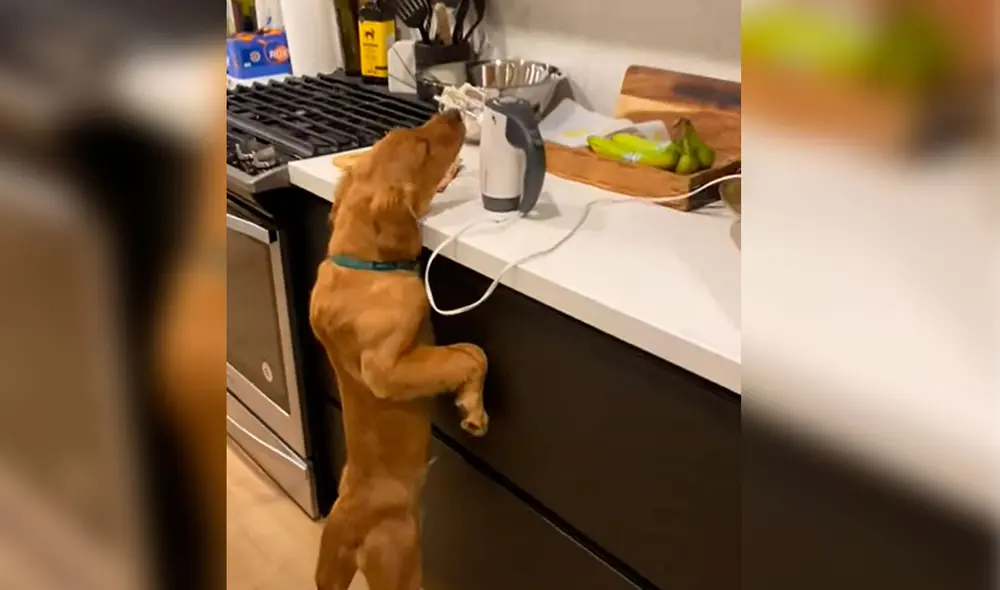 “Les presento a mi pequeño ayudante de cocina”, es el texto con el que la dueña de este golden retriever describió la escena. Foto: captura de YouTube