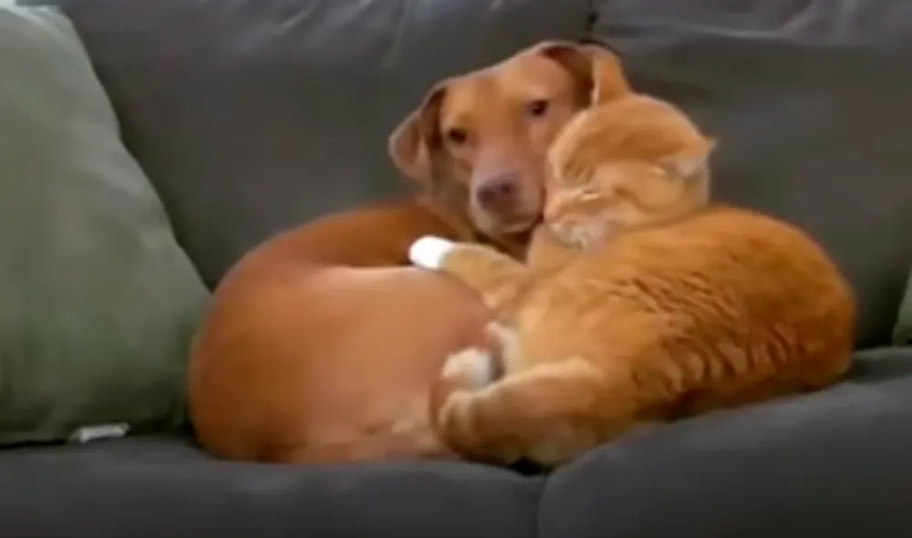 El video ha sido compartido en el canal El Dodo. Foto: captura de YouTube