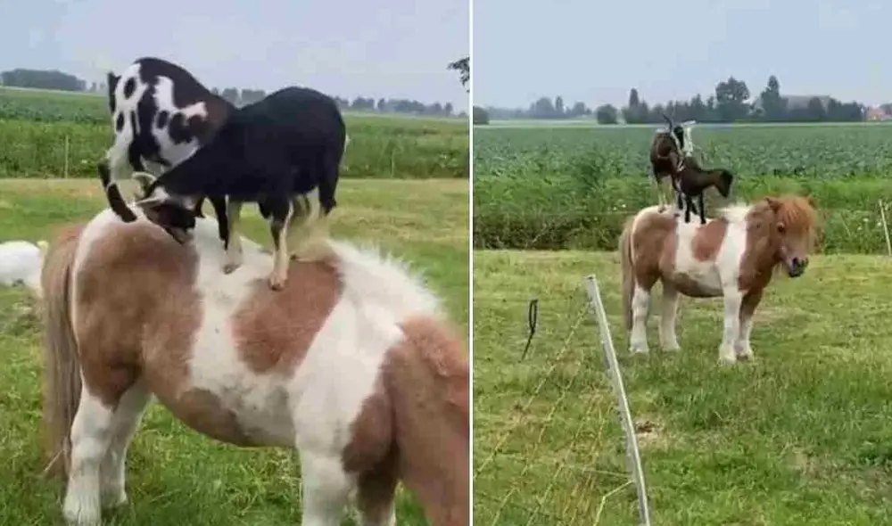 Simpáticas cabras comparten un divertido momento con un caballo. Foto: captura de TikTok.