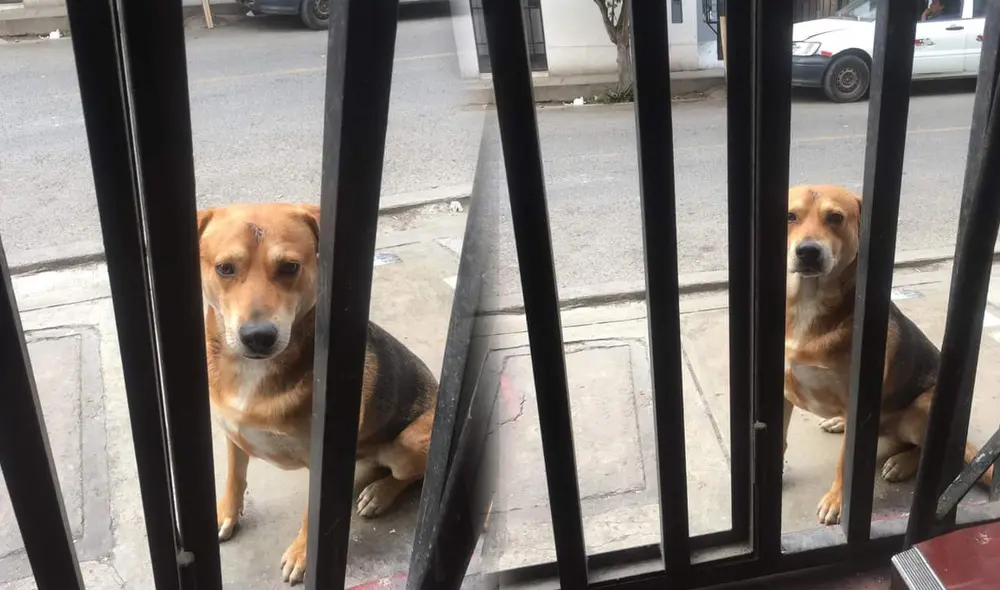 Perrito se llama Daniel y fue rescatado por la señora Rosario Suárez Lizana hace un par de meses. Foto: Donna Landeo Perrito se llama Daniel y fue rescatado por la señora Rosario Suárez Lizana hace un par de meses. Foto: Donna Landeo