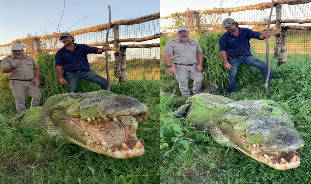 Famoso cuidador de zoológico exhibe un enorme y aterrador cocodrilo que sorprende a miles. Foto: captura de TikTok.