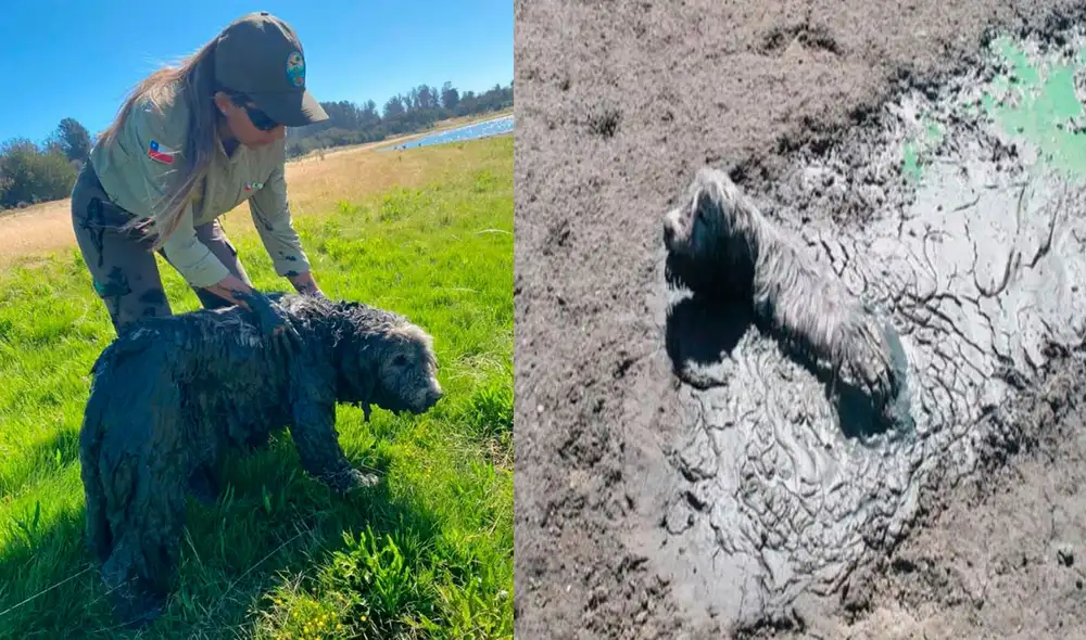 Aunque no se conoce cómo el perrito fue a dar allí, los rescatistas recordaron a las personas que no deben llevar a sus mascotas a zonas restringidas. Foto: captura de Facebook