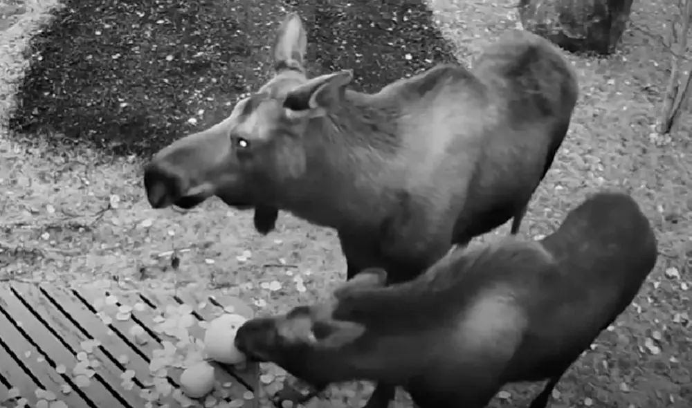 El video viral ha sido compartido en el canal Ring. Foto: captura de YouTube