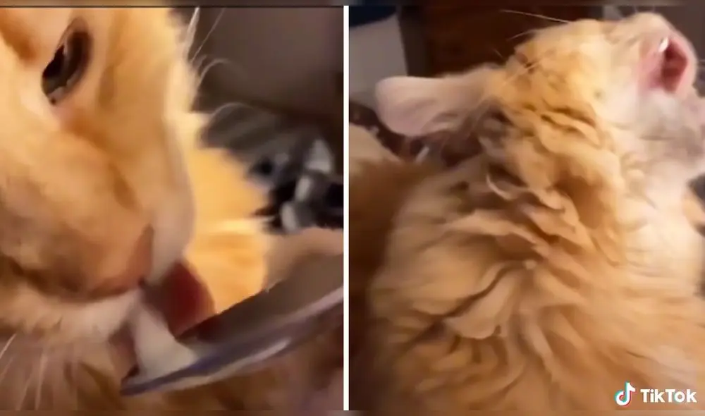 La escena ha sumado casi tres millones de reproducciones en la red social. Foto: captura de TikTok