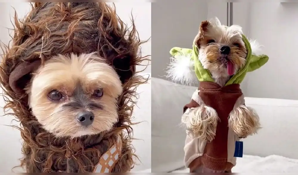 El clip fue compartido por el usuario de TikTok @duckytheyorkie. Foto: captura de TikTok